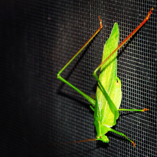 Illustration for article titled Shooting Challenge: Bugs 4